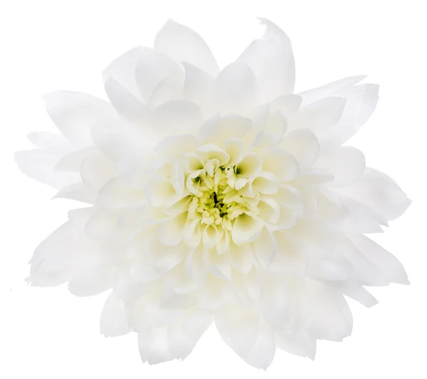 Witte geïsoleerde chrysant bloem — Stockfoto