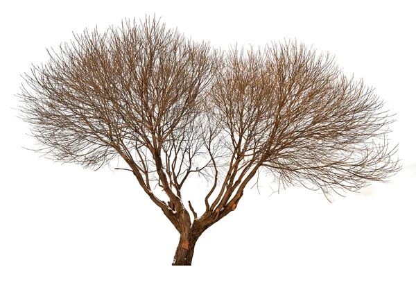 Na białym tle brązowy drzewo nagie — Zdjęcie stockowe
