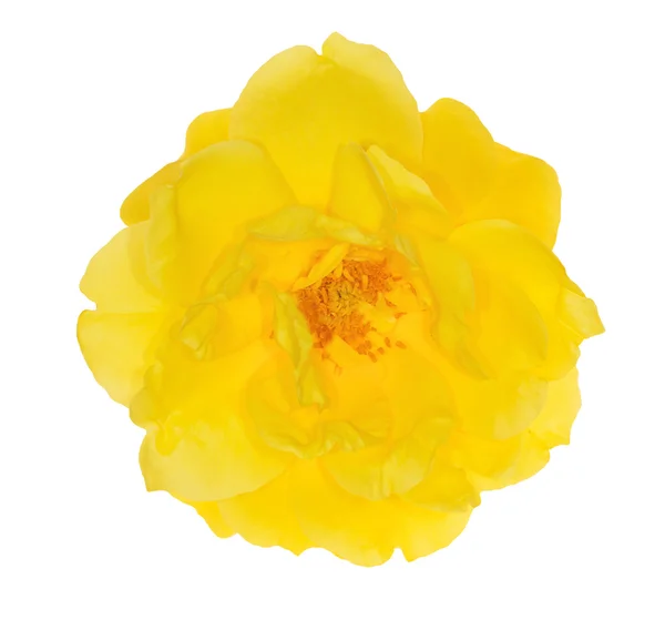 Jeden jasny żółty kwiat róży na biały — Zdjęcie stockowe