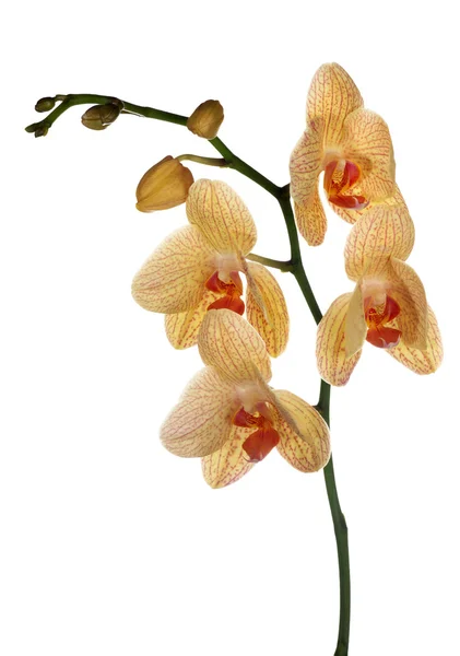 Fiori di orchidea arancione e rosa isolati su bianco — Foto Stock