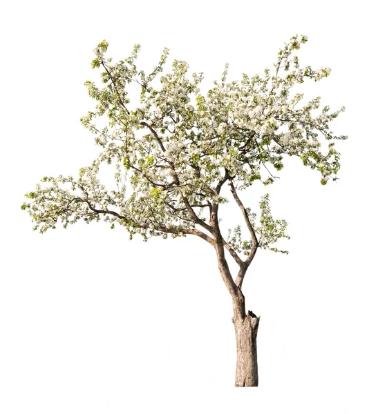 Blühender Apfelbaum isoliert auf weiß — Stockfoto