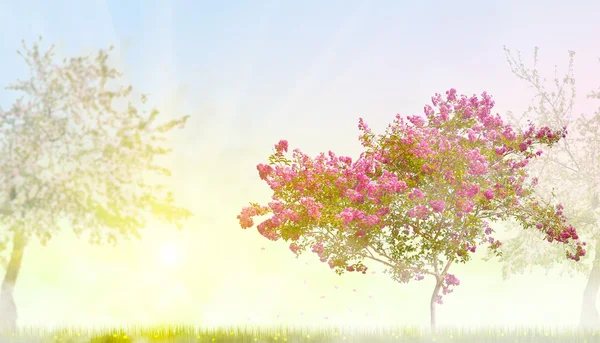 Pink blossom tree in morning mist — Stock Photo, Image