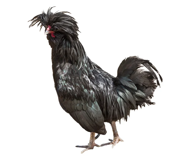 Black color rooster isolated on white — Stock Photo, Image