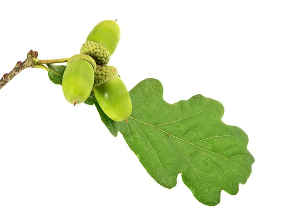 Three green acorns with leaf — Stock Photo, Image