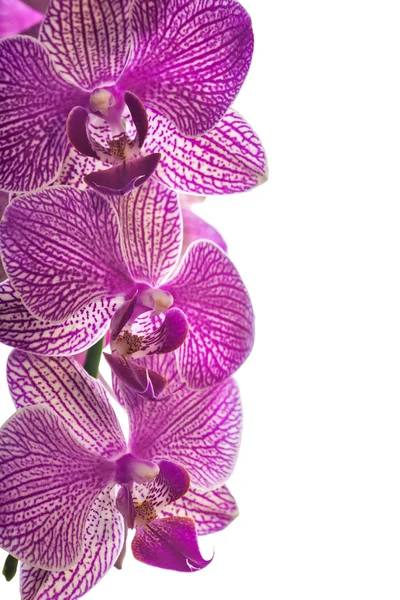 Rózsaszín orchidea virágok közelről — Stock Fotó