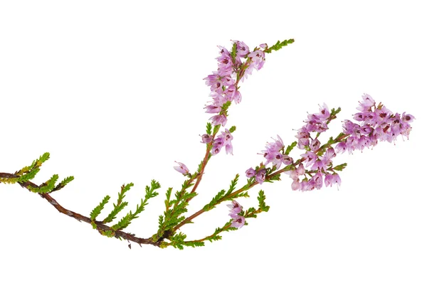 Izole pembe heather çiçek şube — Stok fotoğraf