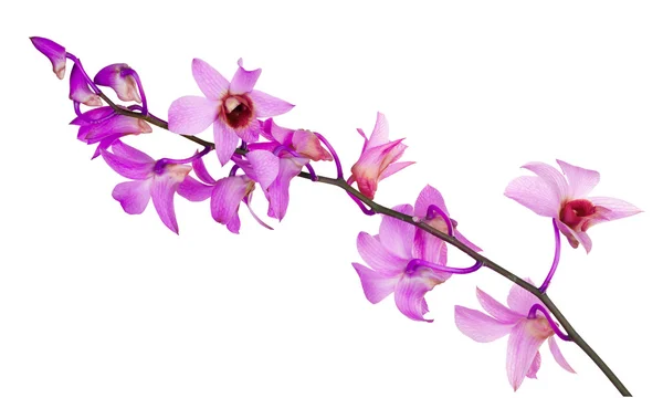 Diversi fiori di orchidea rosa con centri viola — Foto Stock