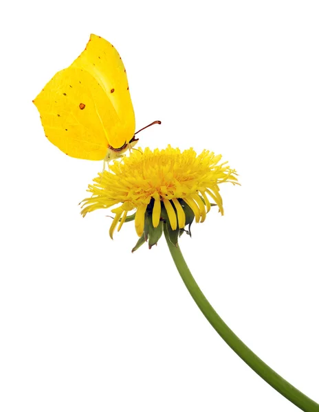 Geïsoleerde gele paardebloem en vlinder — Stockfoto