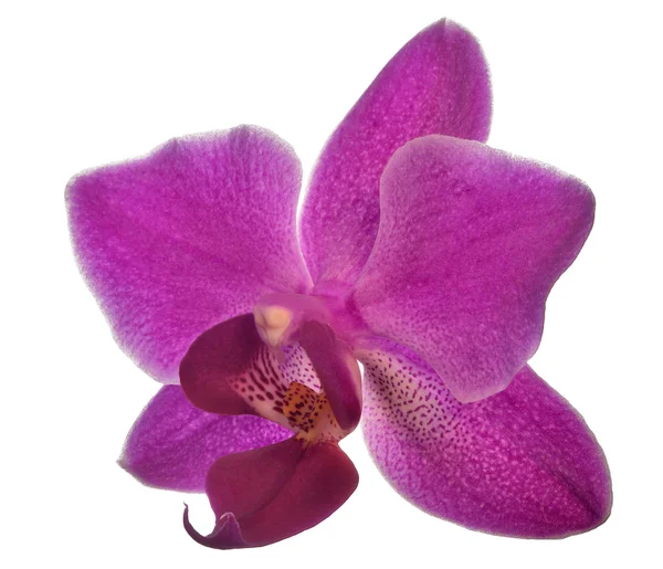 Pequena flor de orquídea rosa escura em branco — Fotografia de Stock