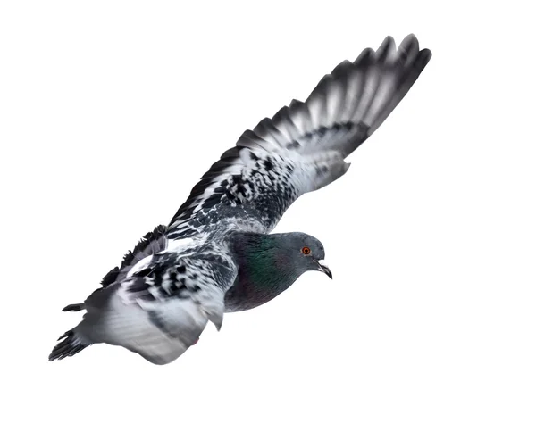 Pigeon foncé volant sur blanc — Photo