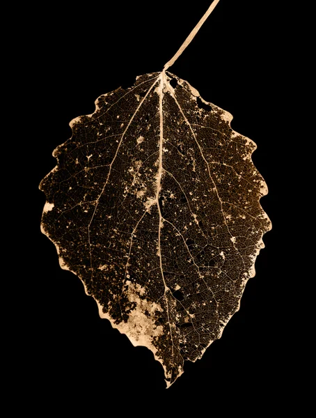 Isolated on black dead leaf — Stock Photo, Image
