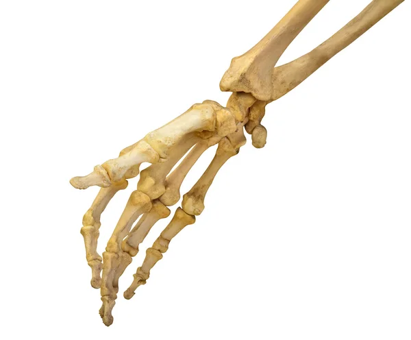 Human hand skeleton on white — Stock Photo, Image