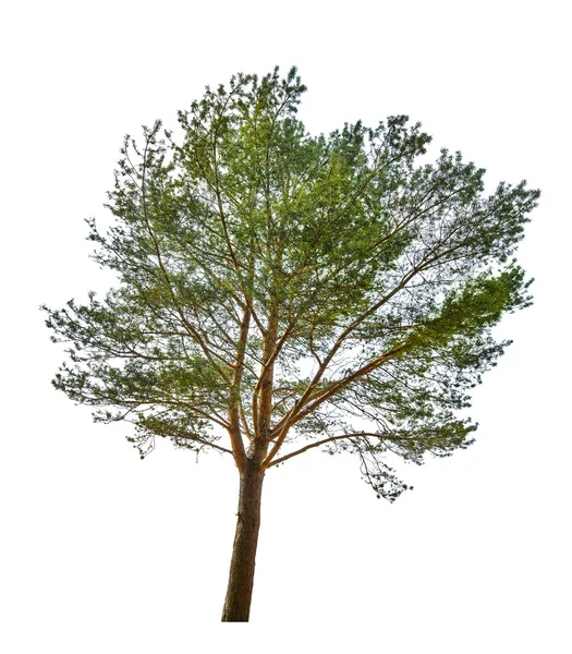 Un pin vert isolé sur blanc — Photo