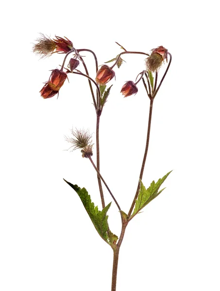 Fluffy dark red wildflower isolated on white — Stock Photo, Image