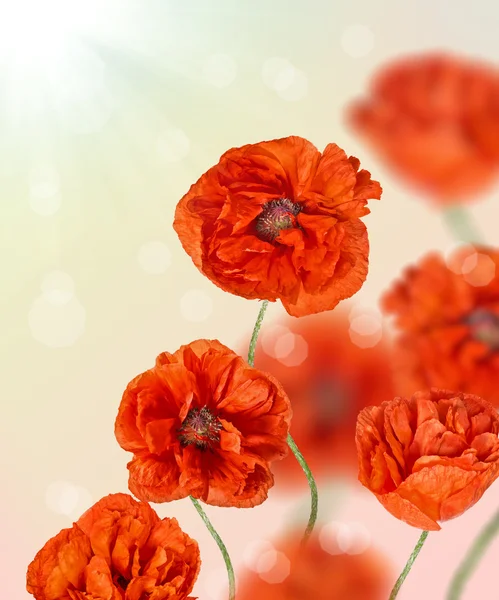 Composizione con fiori di papavero rosso — Foto Stock
