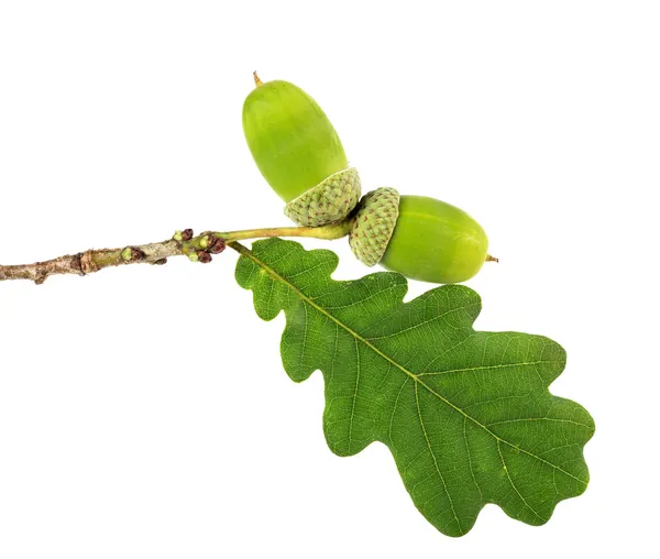 Green acorn with leaf isolated on white — Stock Photo, Image