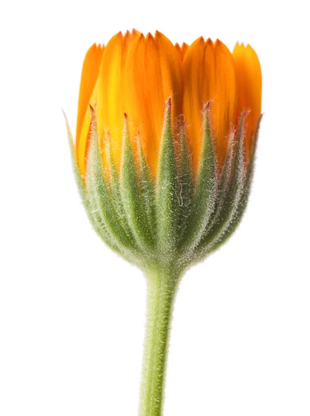 Bocciolo di fiore arancione isolato su bianco — Foto Stock