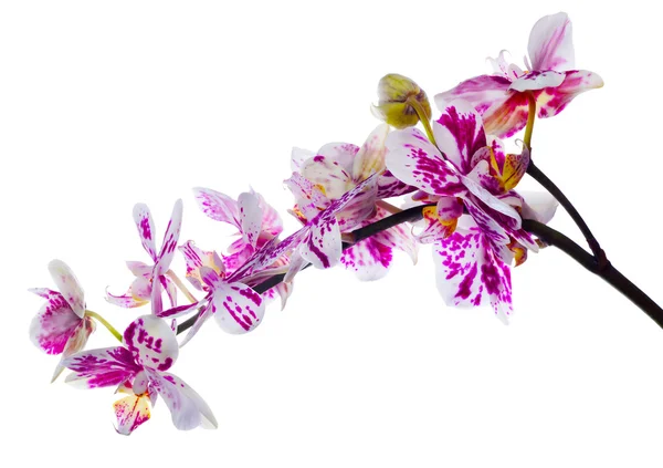 Orchidee isolierter Blütenzweig mit großen rosa Flecken — Stockfoto