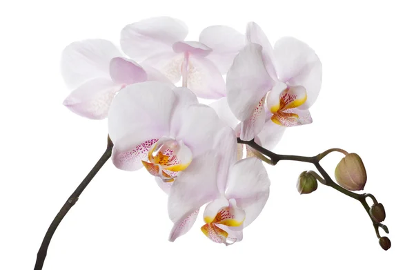 Orchidej větev s růžovými skvrnami centra — Stock fotografie