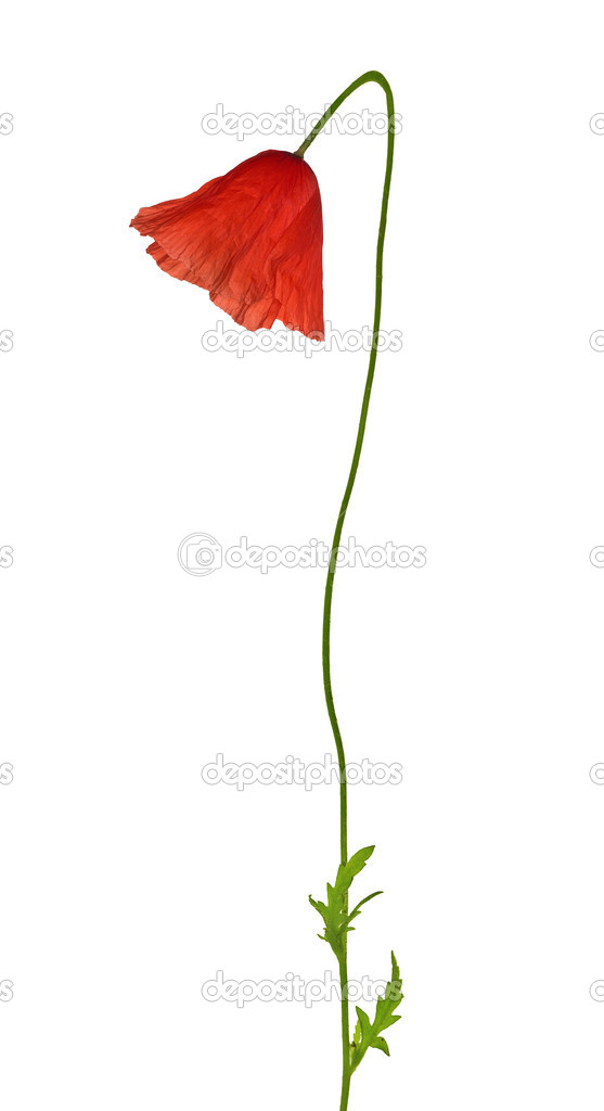closed red poppy isolated flower