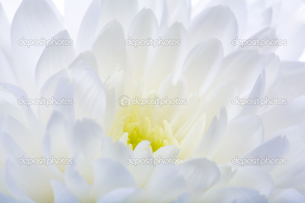 light chrysanthemum flower background