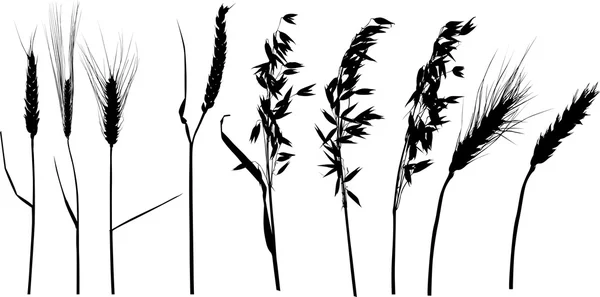 Neun Silhouetten aus schwarzem Getreide auf weißem Grund — Stockvektor