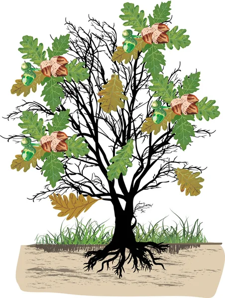 Dubový strom s listy a žaludy — Stockový vektor