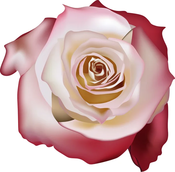 Rosa claro con borde rojo — Vector de stock