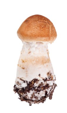 küçük kırmızı bantlı cortinarius beyaz