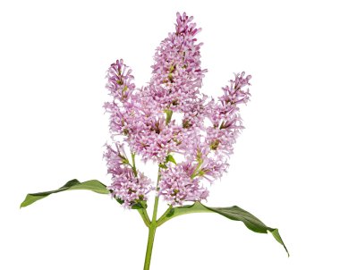 hafif izole Eflatun çiçek şube