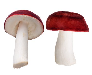 beyaz izole koyu kırmızı russula mantar