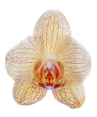 Tek yalıtılmış turuncu orkide çiçek pembe şeritler ile