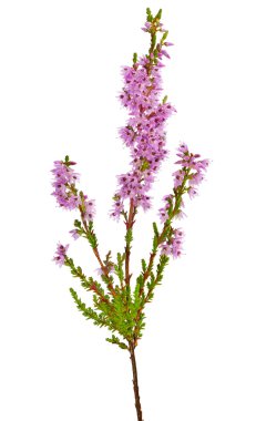 beyaz izole heather çiçek şube