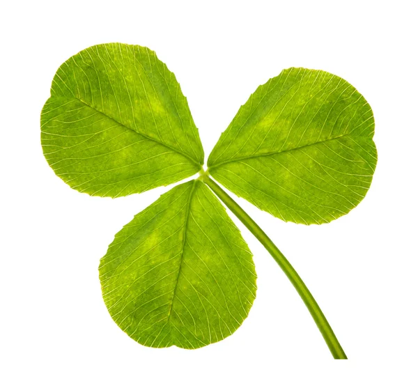 Trefoil clover leaf on white — Stock Photo, Image