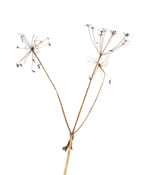 Braune, trockene Pflanze isoliert auf weiß — Stockfoto