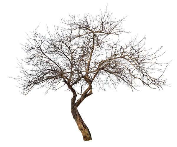 Mittelgroßer kahler Baum auf weißem Grund — Stockfoto