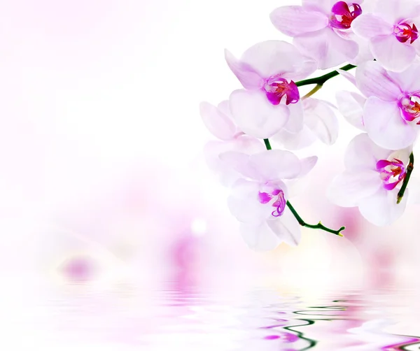 Composizione rosa chiaro con orchidee — Foto Stock