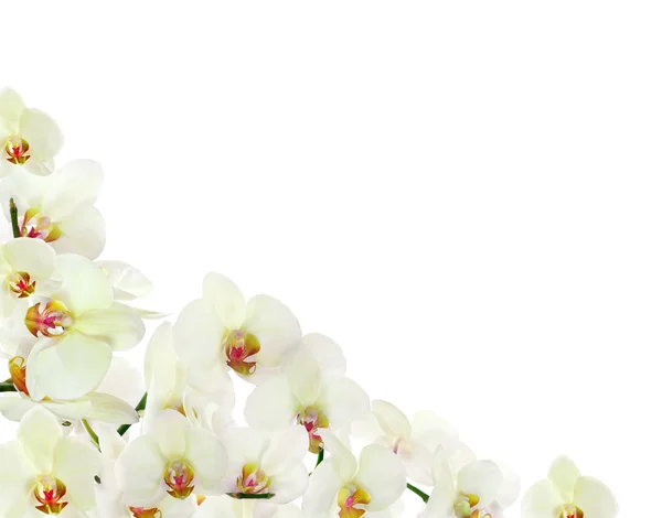 Light yellow orchid corner isolated on white — Stock Photo, Image