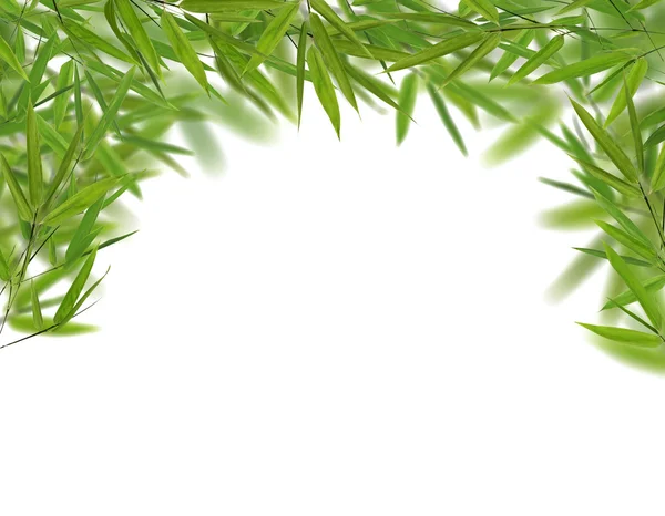 Green bamboo leaves half frame on white — Stock Photo, Image