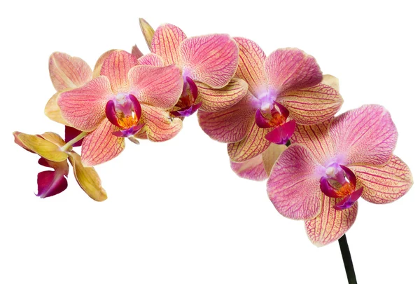 Ramo de orquídea rosa e laranja no branco — Fotografia de Stock