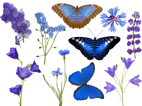 Набор голубых цветов и бабочек, изолированных на белом — стоковое фото
