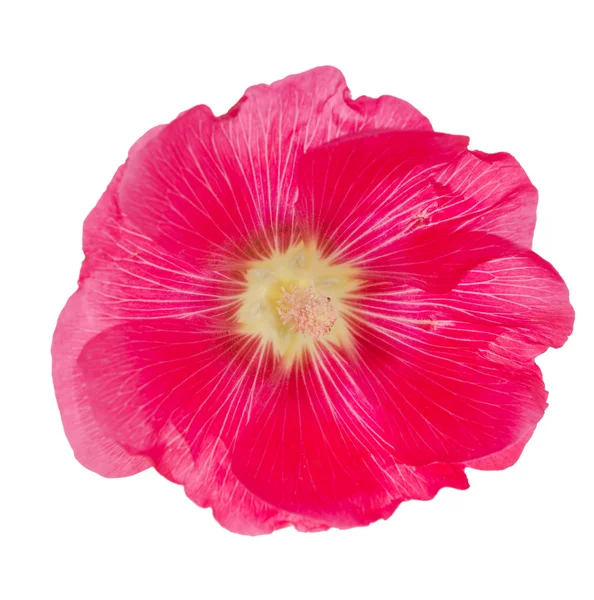 Rosa Malvenblüte isoliert auf weiß — Stockfoto