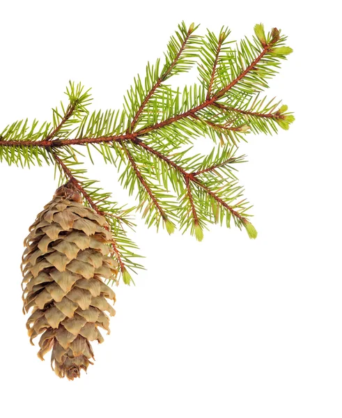 Green fir branch with cone on white — Stock Photo, Image