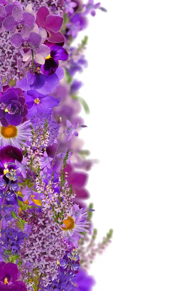 Lilac color flower strip isolated on white — Stock Image Lilac color flower strip isolated on white Royalty Free Stock Photos