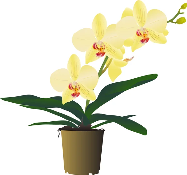 Yellow orchid flower branch in pot — Stock Vector