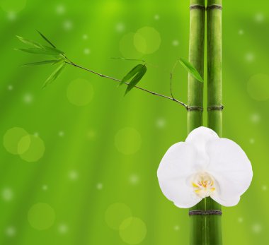 Bambu dalları ve yeşil beyaz orkide