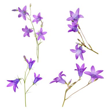 bellflowers beyaz üzerine yaymak küme