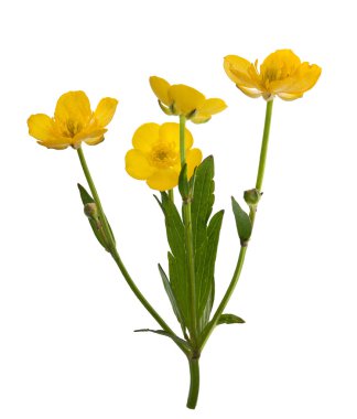 four yellow buttercup flowers clipart