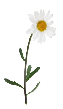 yalıtılmış tek papatya çiçek yeşil kök üzerinde