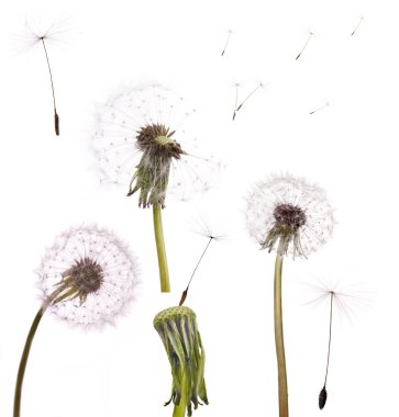eski beyaz izole dandelions ayarla